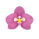 6 Orchidées pour décoration de table tropicale exotique