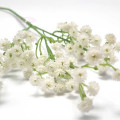 Gypsophile Blanc en tige de 57 cm (81 fleurs)