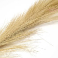 Herbe de la pampa naturel (104 cm)