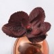12 Orchidées chocolat pour mariage